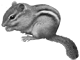 Image of Chipmunk