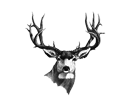 Image of deer mount
