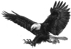 Eagle in flight