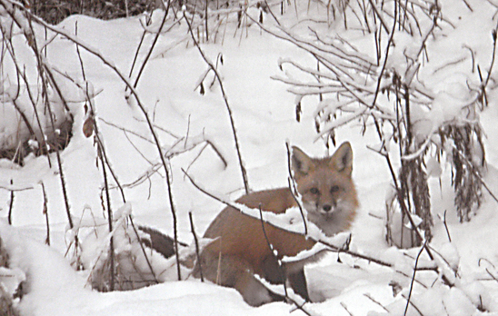 Image of Red Fox taken by Kathy Weiand