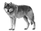 Image of a wolf